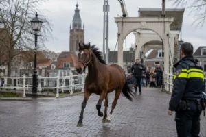 Paard ontsnapt en zorgt voor commotie in IJsselstein