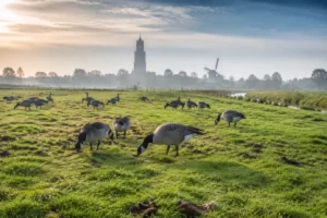 Ganzen veroorzaken grootste schade aan grasland in provincie Utrecht
